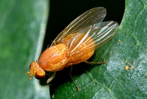 Sapromyzosoma quadricincta